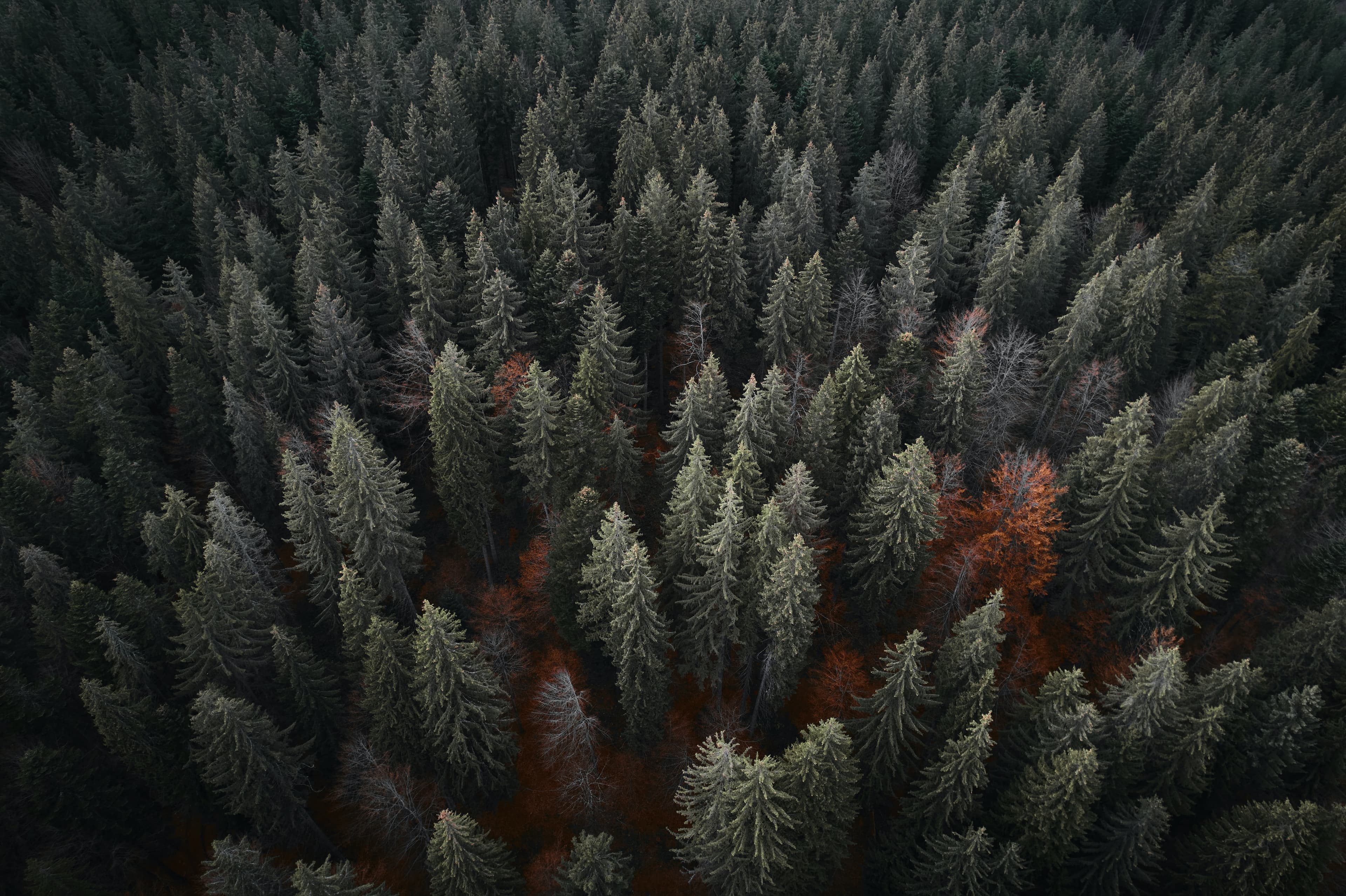 Trees from the top
